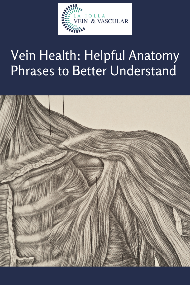 2 vein